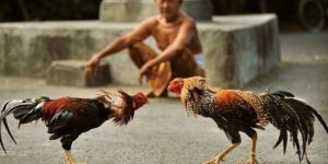 Tìm hiểu về gà tre đá