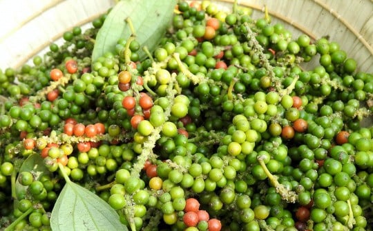 Tìm hiểu Giá Tiêu - Vai trò của giá tiêu trong đời sống và kinh doanh Tìm hiểu Giá Tiêu - Vai trò của giá tiêu trong đời sống và kinh doanh