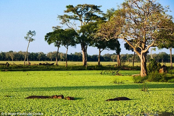 Tiến Trình Biến Đổi Khí Hậu - Thời tiết cực đoan và hệ sinh thái Tiến Trình Biến Đổi Khí Hậu - Thời tiết cực đoan và hệ sinh thái