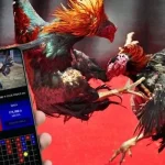 Đá gà cựa sắt twin68 – cảm giác kịch tính trong từng cú ra đòn sát phạt