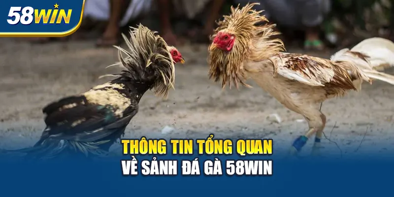 Đấu trường đá gà – Không khí sôi động, truyền phát chân thực từng khoảnh khắc