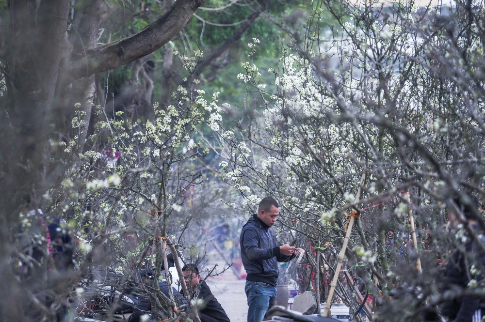 Chuyện tình hoa lê nở - Nhân vật phụ: chất xúc tác cho lựa chọn và trưởng thành