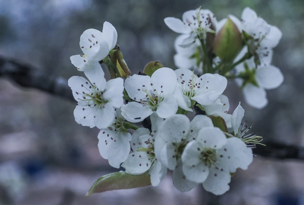 Chuyện tình hoa lê nở - Tình yêu cần sự thấu hiểu, không chỉ là cảm xúc