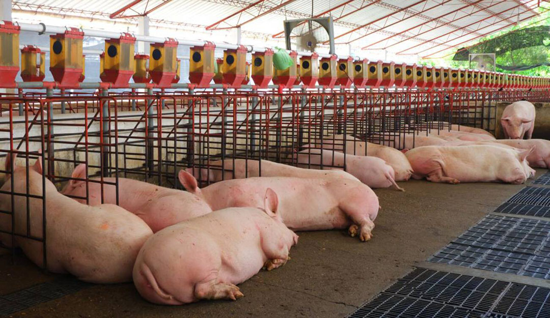 Xu hướng biến động giá heo hơi hôm nay tại Việt Nam
