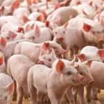 Tình hình cung ứng thực phẩm tại khu vực phía Bắc