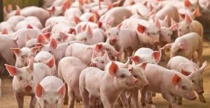 Tình hình cung ứng thực phẩm tại khu vực phía Bắc