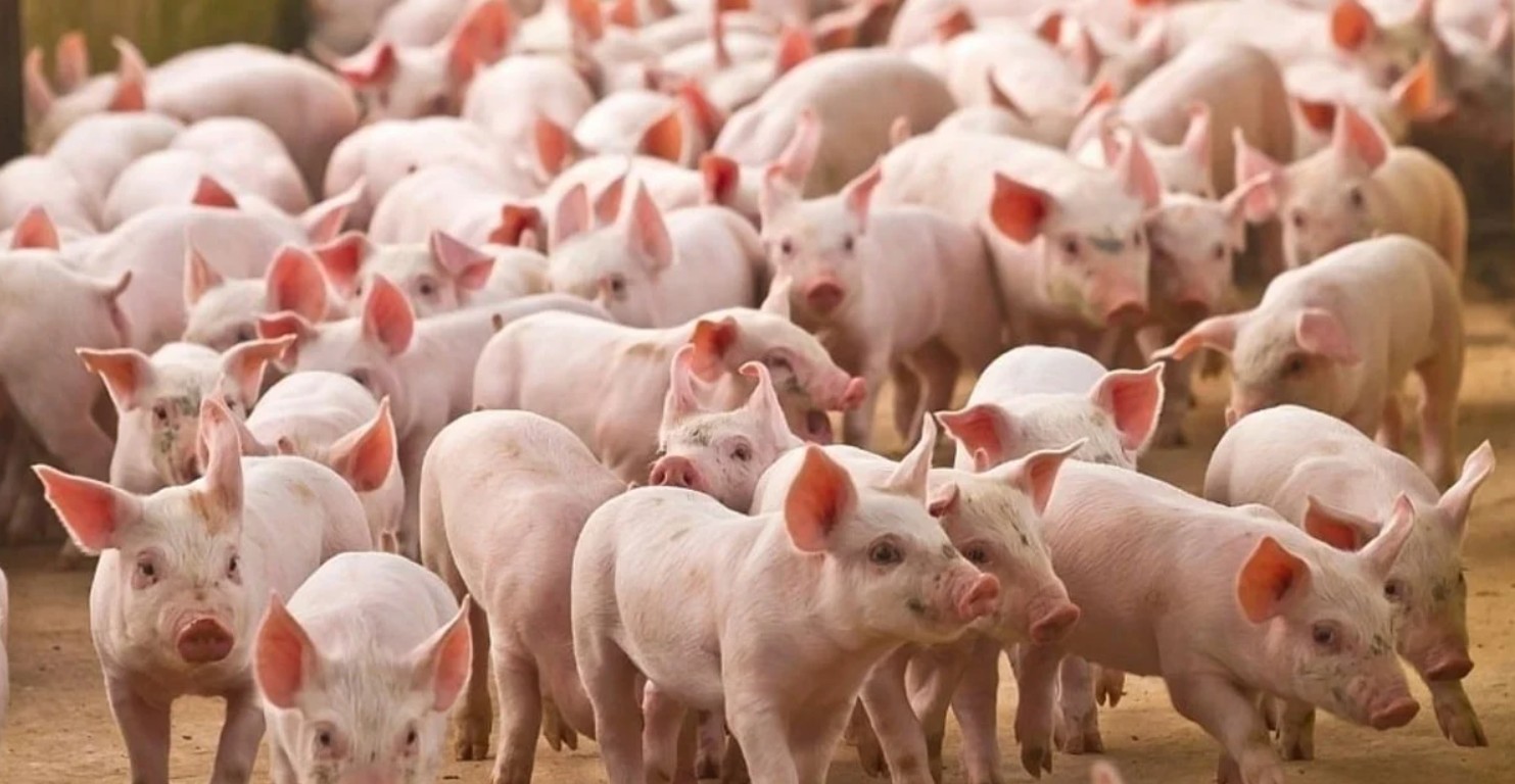 Tình hình cung ứng thực phẩm tại khu vực phía Bắc