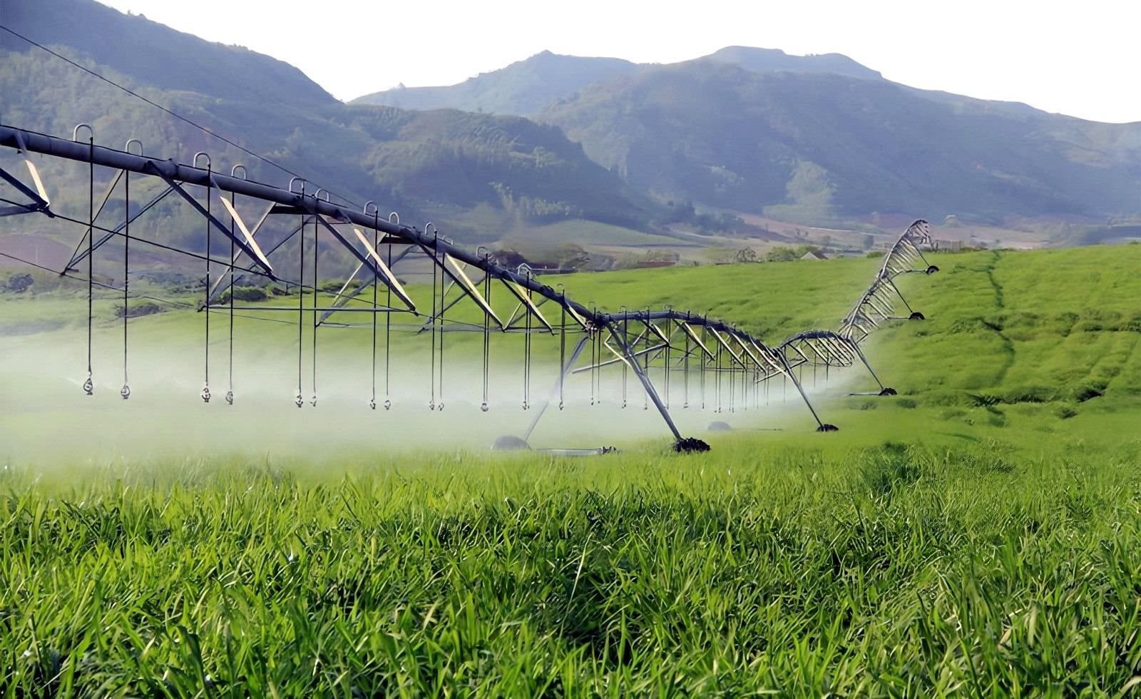 Cánh đồng cỏ xanh phục vụ đàn bò TH True Milk