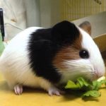 Chuột Lang - Bí Quyết Chăm Sóc Và Nuôi Dưỡng Thú Cưng Toàn Diện