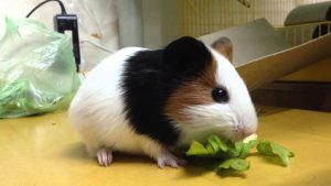 Chuột Lang - Bí Quyết Chăm Sóc Và Nuôi Dưỡng Thú Cưng Toàn Diện