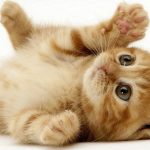 Con Mèo - 9 Kiến Thức Cần Biết Khi Nuôi Thú Cưng