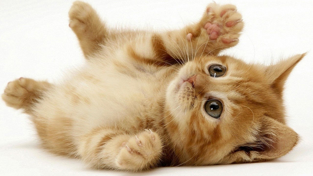 Thực phẩm bảo vệ sức khỏe cho thú cưng