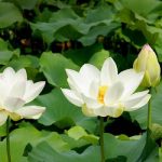 Hoa Sen Trắng - 9 Ý Nghĩa Tâm Linh Tuyệt Vời Nhất