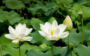 Hoa Sen Trắng - 9 Ý Nghĩa Tâm Linh Tuyệt Vời Nhất