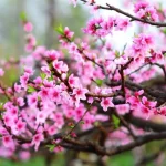 Hoa Đào - 10 Phương Pháp Chọn Và Bài Trí Tết 2026