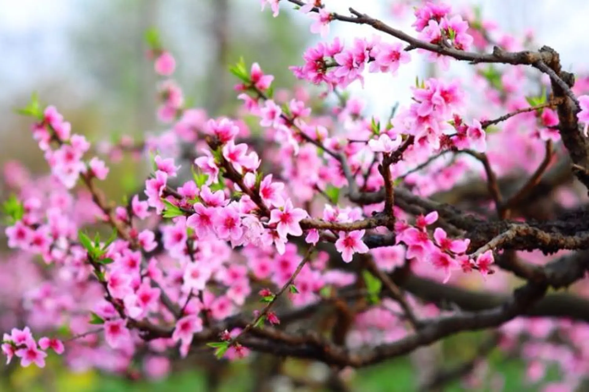 Lịch sử và ý nghĩa phong thủy của hoa đào