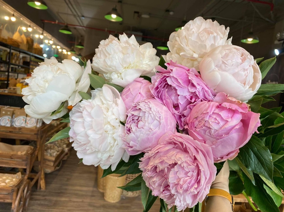 Quy trình nuôi dưỡng loài hoa vương giả tại vườn