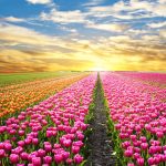 Hoa Tulip - Khám Phá Vẻ Đẹp Và Ý Nghĩa Sâu Sắc