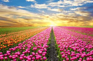 Hoa Tulip - Khám Phá Vẻ Đẹp Và Ý Nghĩa Sâu Sắc