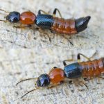 Kiến Ba Khoang - 7 Phương Pháp Phòng Ngừa Và Xử Lý Độc Tố