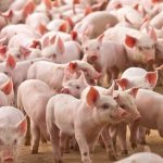 Giá Heo Hơi - Cập Nhật Biến Động Thị Trường 2026