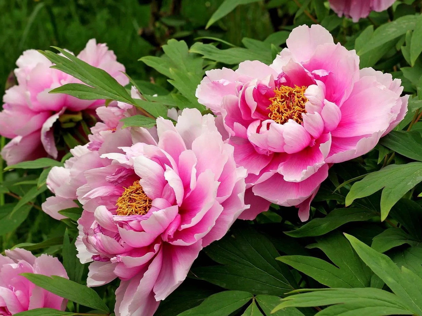 Phương pháp bảo tồn giống hoa mẫu đơn quý