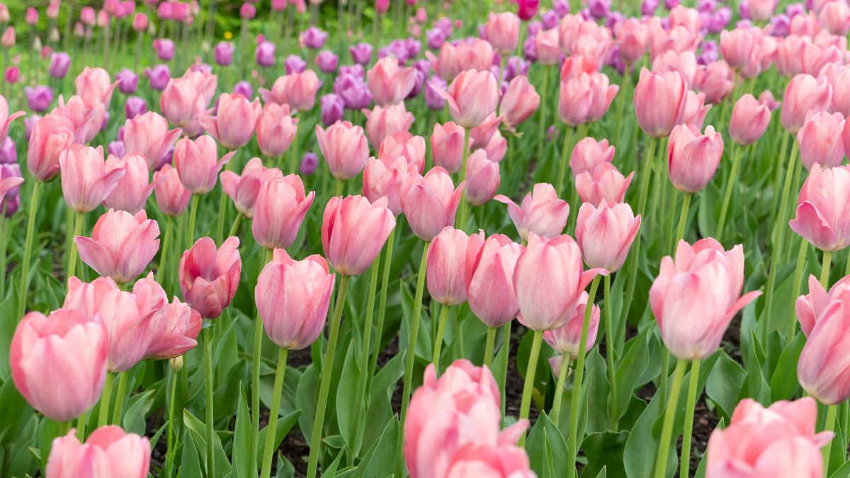 Tìm hiểu xuất thân và sự phát triển của hoa tulip