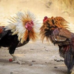Bí quyết quan sát và đánh giá phong độ chiến kê