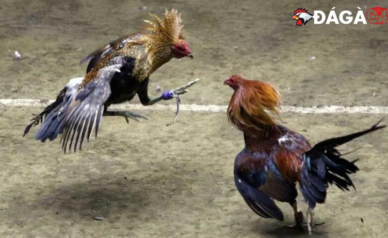 Công nghệ truyền dẫn hình ảnh sắc nét năm 2026