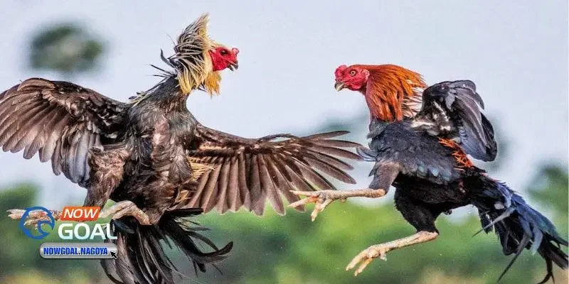 Thomo – Đấu trường gà chuyên nghiệp hàng đầu khu vực