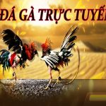 Những hình thức thi đấu hấp dẫn tại Đá Gà O8