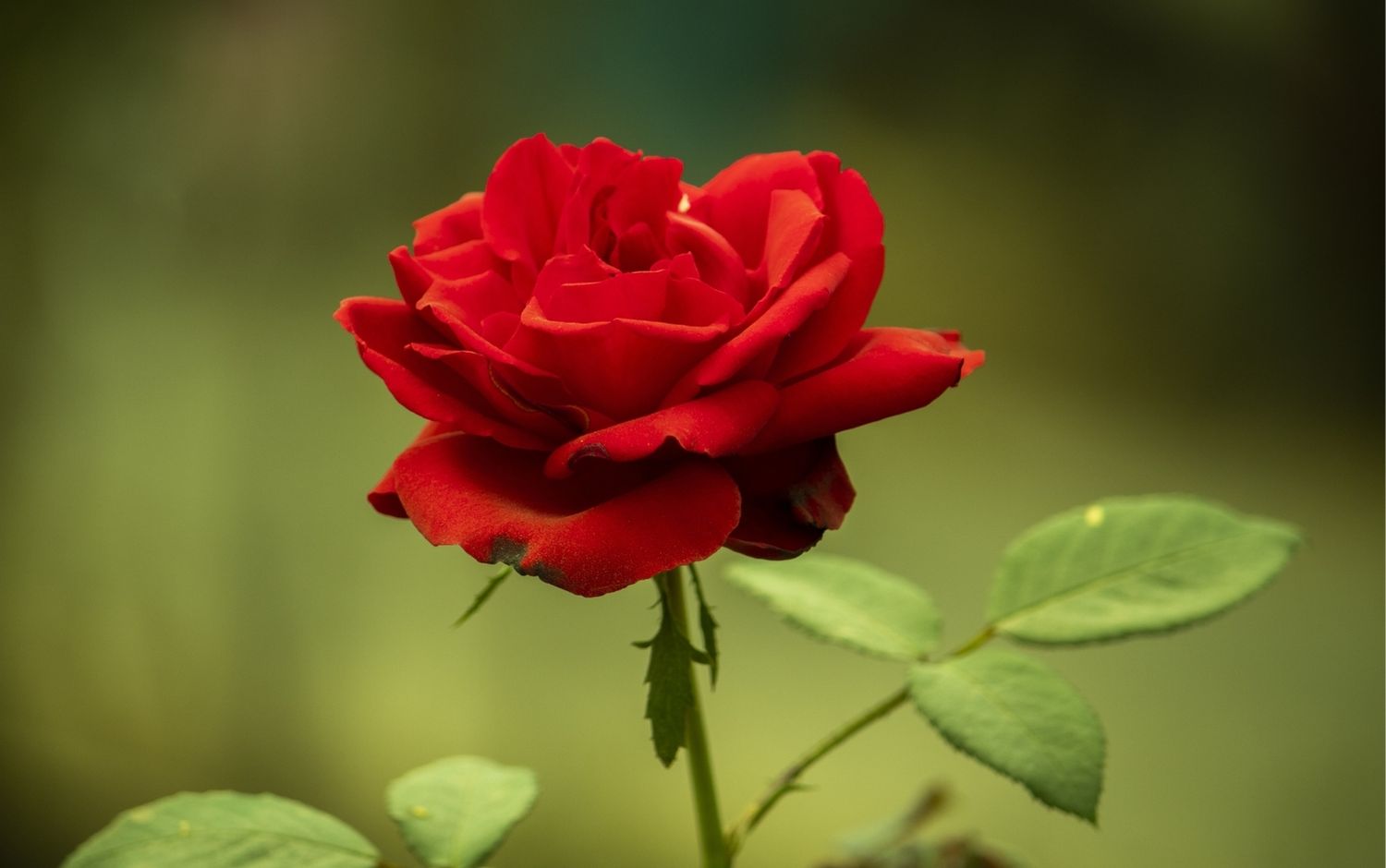 Hoa hồng và rượu vang - Tông noir khiến mọi cuộc gặp đều có giá