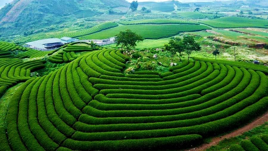 Mộc Châu - Đồi chè, thác nước và những khoảng xanh “đã mắt”