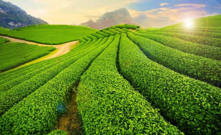 Mộc Châu - Bản làng, chợ phiên và câu chuyện từ đời sống