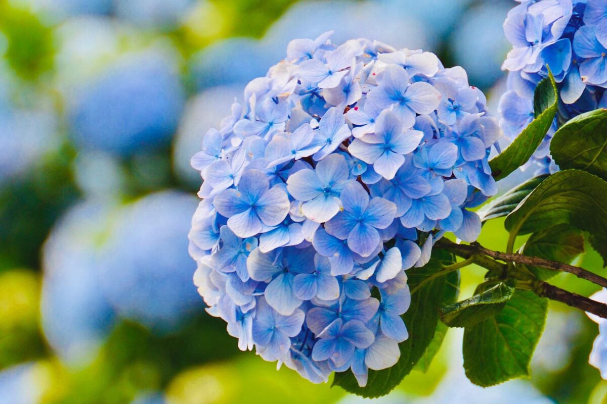 Hoa đẹp - Hướng dương – kiên định hướng về ánh sáng Hoa đẹp - Hướng dương – kiên định hướng về ánh sáng