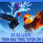 Đá gà llwin – Sân chơi kịch tính với những trận đấu mãn nhãn và cơ hội thắng lớn