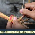 Đá Gà Cựa Dao - Sảnh Cược Đỉnh Cao Uy Tín Nhất Năm 2026