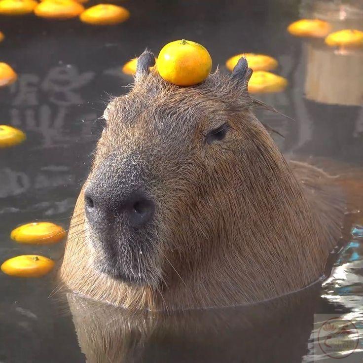 Tô màu capybara - Capybara là loài vật như thế nào? Tô màu capybara - Capybara là loài vật như thế nào?