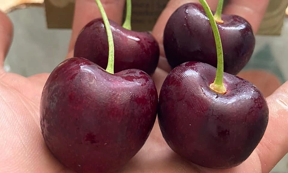 Cherry - Giá trị dinh dưỡng tổng quan Cherry - Giá trị dinh dưỡng tổng quan