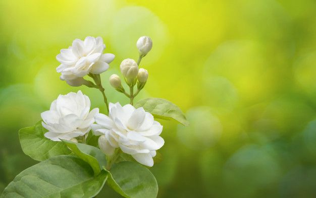 Hoa nhài - Khái quát về loài hoa thanh khiết