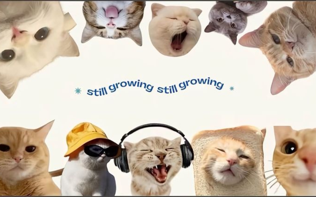 Ảnh vô tri - Khác gì với meme thông thường? Ảnh vô tri - Khác gì với meme thông thường?