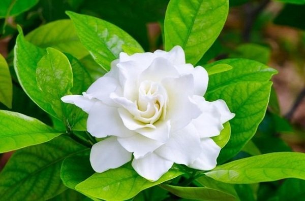 Hoa nhài - Vì sao loài hoa này được yêu thích?