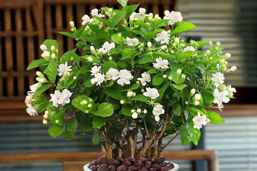 Hoa nhài - Giá trị trong hương liệu và thưởng thức