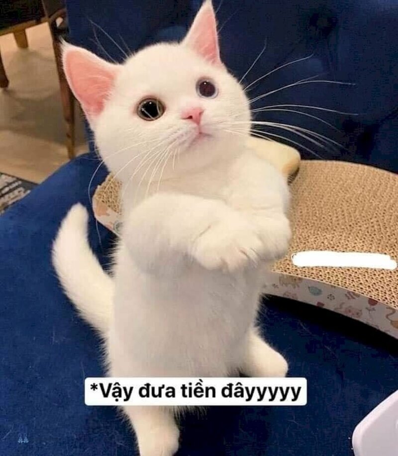 Ảnh meme - 9