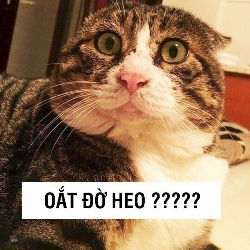 Ảnh meme - 1