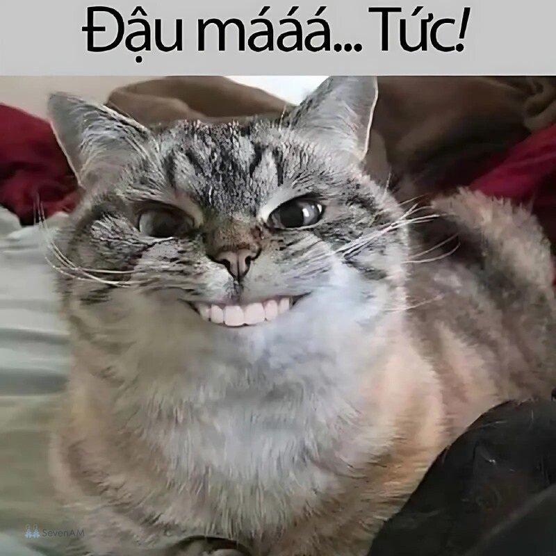 Ảnh meme - 3