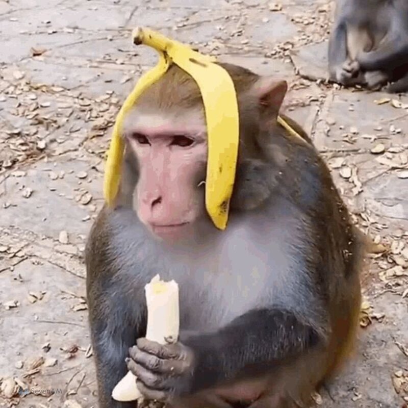 Meme con khỉ - 21