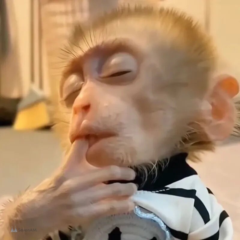 Meme con khỉ - 1