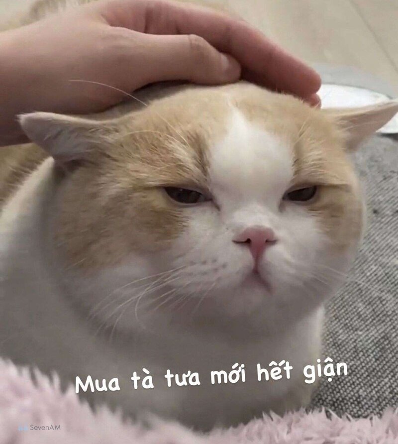 Meme mèo - 12