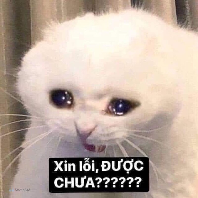 Meme mèo - 13